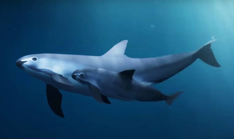 Morski sisavac pred izumiranjem: Ostalo ih je još samo 10 na cijelom svijetu
